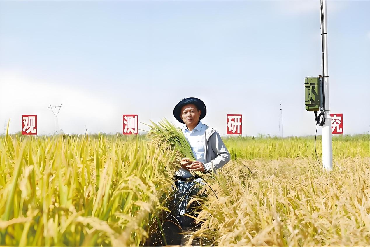 曾是无人问津的“边缘粮”,如今登《科学》顶刊,高粱凭啥逆袭?
