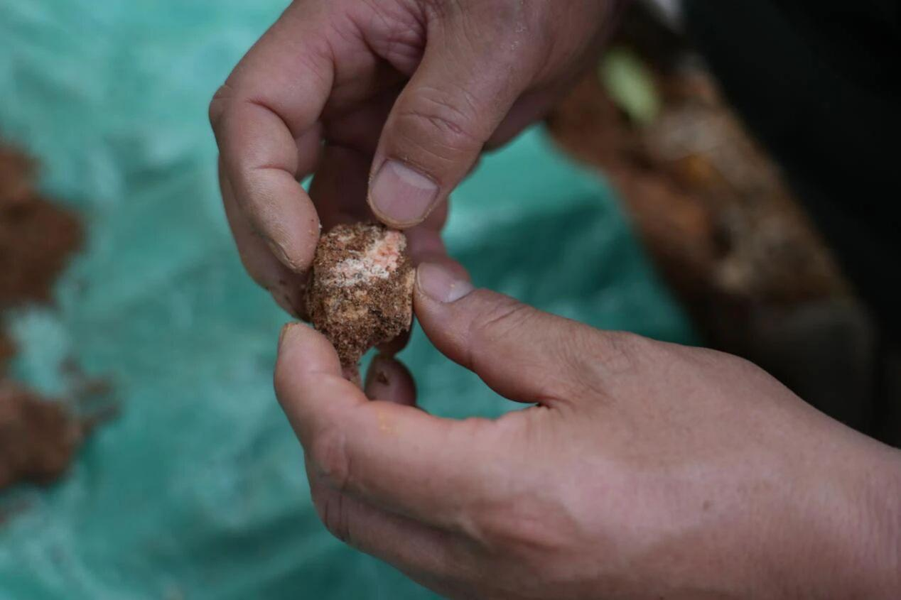 植物偷偷“挖稀土”,被中国科研人员逮个正着